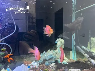  5 حوض سمك للبيع