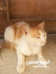 1 قطه نوع مكسيكي ع شيراز عيون عسلي علي اخضر