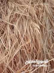  17 تبن ابيض نظيف نخب اول تبن السنه للبيع شوالات