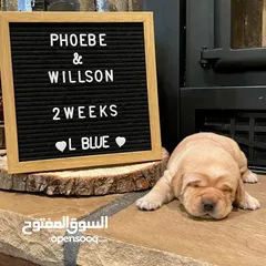  29 جولدن ريتريفر بريطاني آصلي  Golden retriever pure اعلى مستوى في الشرق الاوسط