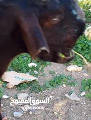  8 ثلاث عنزات وتيس شاميات نخب اول الثلاث والتيس كلهم ريشت الحبه وحده سوده وثنتين دباسي