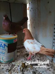  2 جواز للبيع