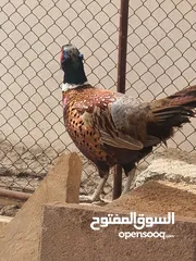  11 طيور الفزن مطوق الرقبه