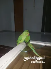  13 ببغاء درارة  هندي كوكو عمر سنة وريكو عمر سنة ونص اليف ولعوب ومدرب وصحتو جيدة جدا ومرح بلعب بالبيت .