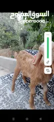  3 بسم الله ماشاء الله سخلات شاميات مميزات