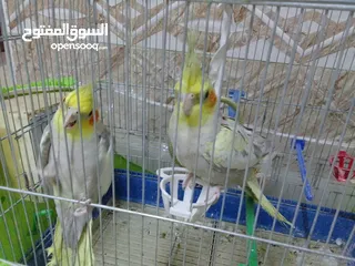  1 عصافير كوكتيل