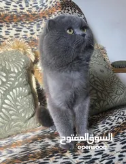  9 ذكر بريتش بلو للتزاوج