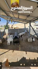  4 عنز للبيع الهاشمية