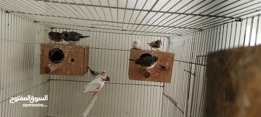  5 zebra finches+white finches