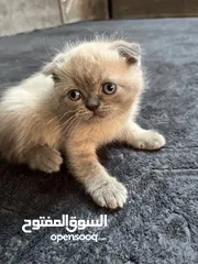  3 كيتن "قطط" سكوتش فولد وسكوتش ستريت وهميلايا للبيع