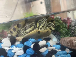  1 للبيع سلحفاة turtle