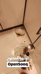  27 ELECTRATION AND PIPE FITAR and also ac service .lighting.  wiring.and db  work ..ac service