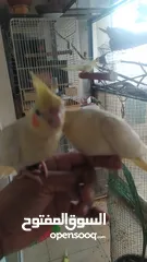  9 Cockateil chicks : small  and big chicks for hand taming