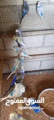  2 طير هوجو روما خمس جواز وفرده للبيع