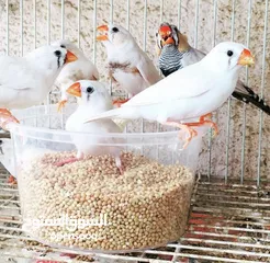  5 #Zebra#Finches