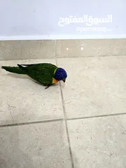  4 فرخ لوري للبيع عمر شهرين lorikeet 2 moths old