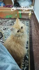  4 قطة شيرازية اليفه و نشطة
