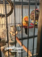  3 Hand tamed Sun Conure. His name is Cookie.