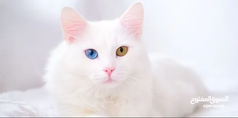  1 قطه شيرازي ابيض عيونه زرقاء سكني