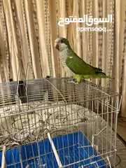  2 ببغاء كويكر ذكر