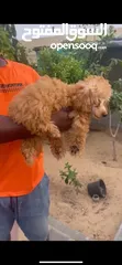  5 Toy poodle