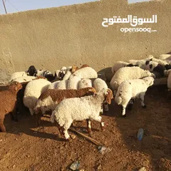  9 خرفان رمسيات