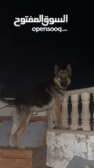  4 كلب جيرمن شيبرد للبيع بسبب السفر