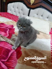  4 قطه سكوتش فولد لون سكني للبيع بسعر مغري جدا للتواصل  القطه اكتير الاليفه وهاديه