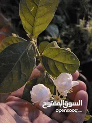  3 jasmine live plant for sale with flowers