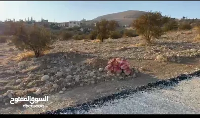  2 ارض زراعية مميزة لقطة استثمارية صروت حوض حدد من المالك مباشرة