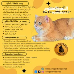  24 High-level British Shorthair kittens with pedigree