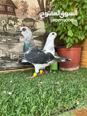  8 متاح جواز البيع