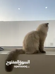  3 قطة هيمالايا