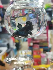  2 سمك الفايتر الملكي – ملك الزينة في عالم الأحواض هل تبحث عن لمسة اناقة