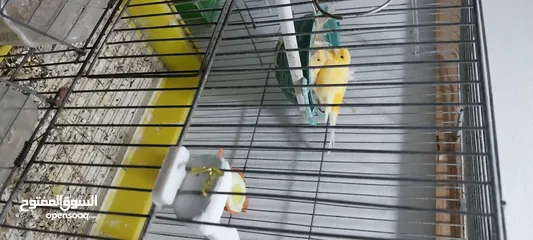  5 طيور كناري جوزين  وحب للبيع
