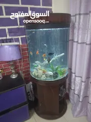  1 fish aquarium