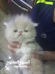  2 انثى بيرشن عمر شهرين مستوى خرافي السعر من الاخر