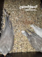  4 زوج كوكتيل