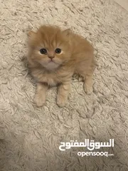  4 قطط Kitten