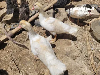  1 بطط مرتب لحم خرافي لانه مهتمين بغذائه يوجد أحجام مختلفه + يوجد حجل لحم مرتب + بيض بط+ بيض حجل