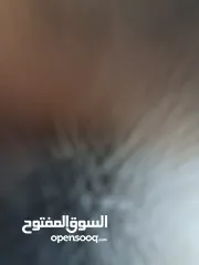  1 اوبل كورسا 2013