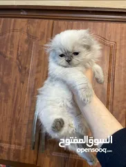  5 سكوتش فولد و مكس سكوتش فولد x هملايا