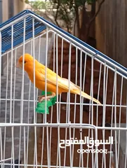  2 فحول كنار صلاة النبي
