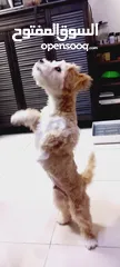  3 (send me whatsup)Male /Mini malltipoo/5 months old