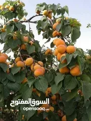  19 زراعة الحدائق