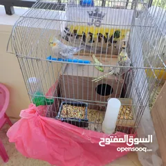  5 زوج طيور ببغاء كوكتيل