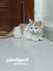  1 قطط تبني الموقع عمان طبربور