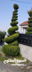  1 تنسيق الحدائق المنزليه وتشكيل أشجار الزينه وقص كافة الأشجار وتلقيمها