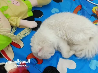  2 قطه شيرازي بيضاء