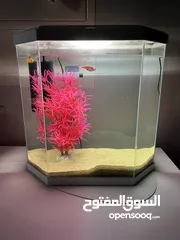  1 Aquarium, with filter, light, decoration & fish